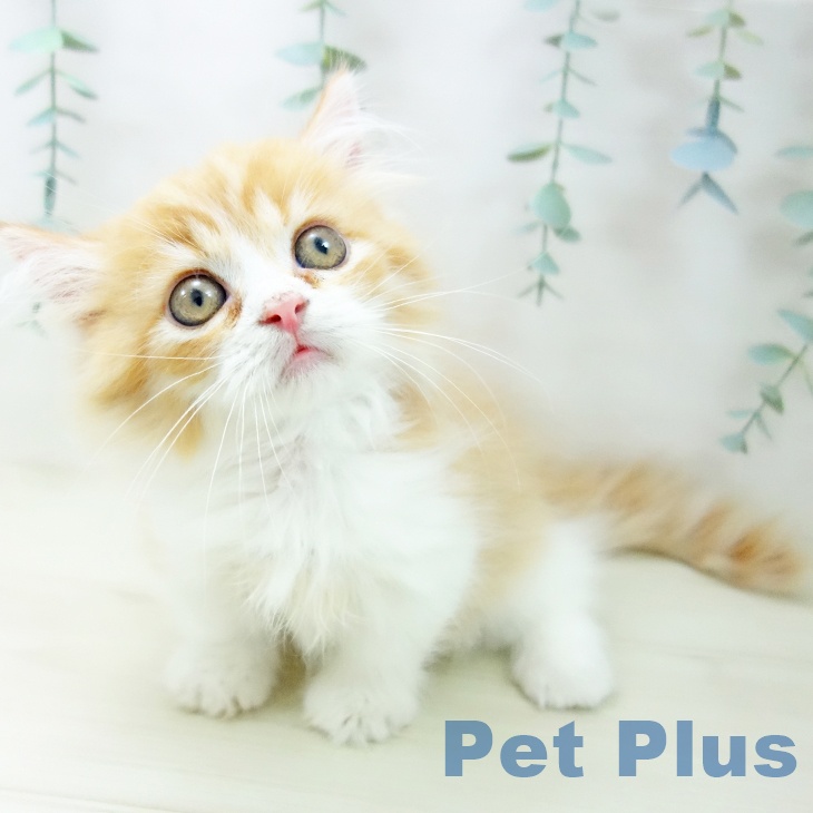 愛知県のミヌエット (ペットプラス ナゴヤドーム前店/2025年10月6日生まれ/男の子/レッドタビーホワイト)の子猫の1枚目の画像