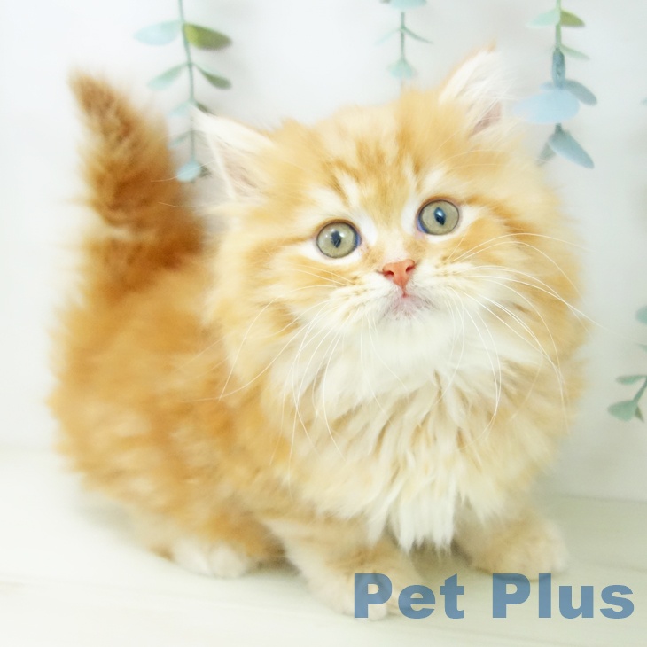 三重県のミヌエット (ペットプラス 鈴鹿店/2025年10月20日生まれ/男の子/レッドタビー)の子猫の1枚目の画像