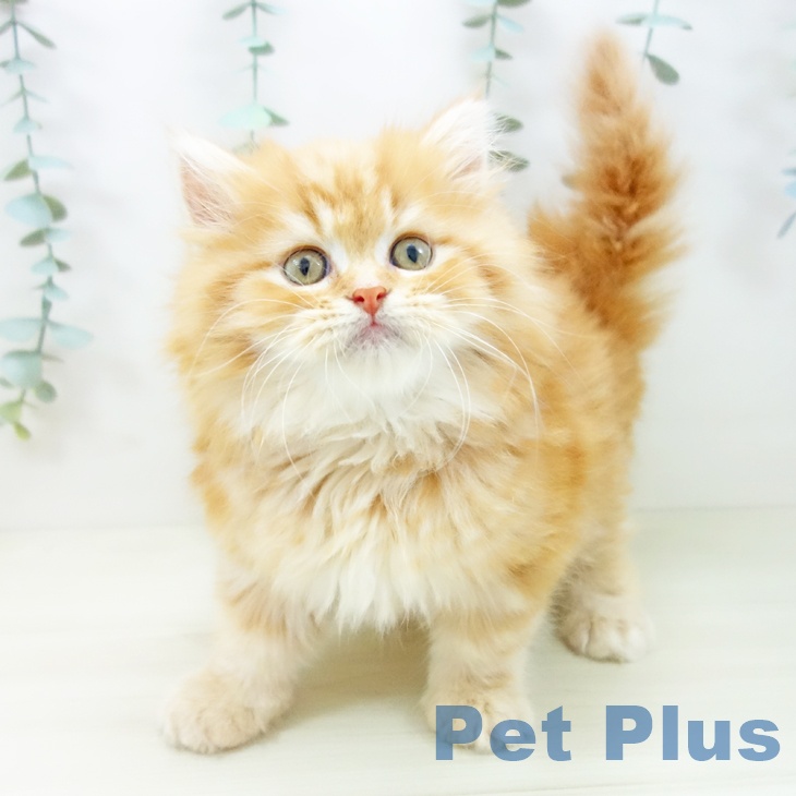 三重県のミヌエット (ペットプラス 鈴鹿店/2025年10月20日生まれ/男の子/レッドタビー)の子猫の2枚目の画像