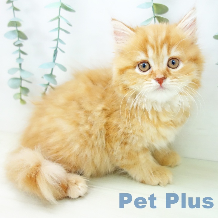 三重県のスコティッシュフォールド (ペットプラス 鈴鹿店/2025年10月22日生まれ/女の子/レッドタビー)の子猫の1枚目の画像