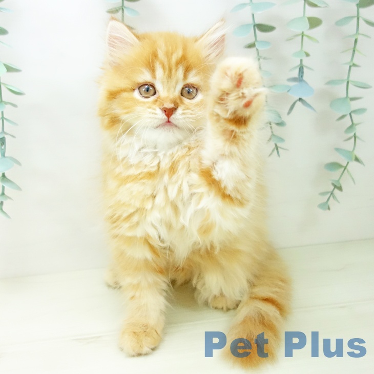 三重県のスコティッシュフォールド (ペットプラス 鈴鹿店/2025年10月22日生まれ/女の子/レッドタビー)の子猫の2枚目の画像