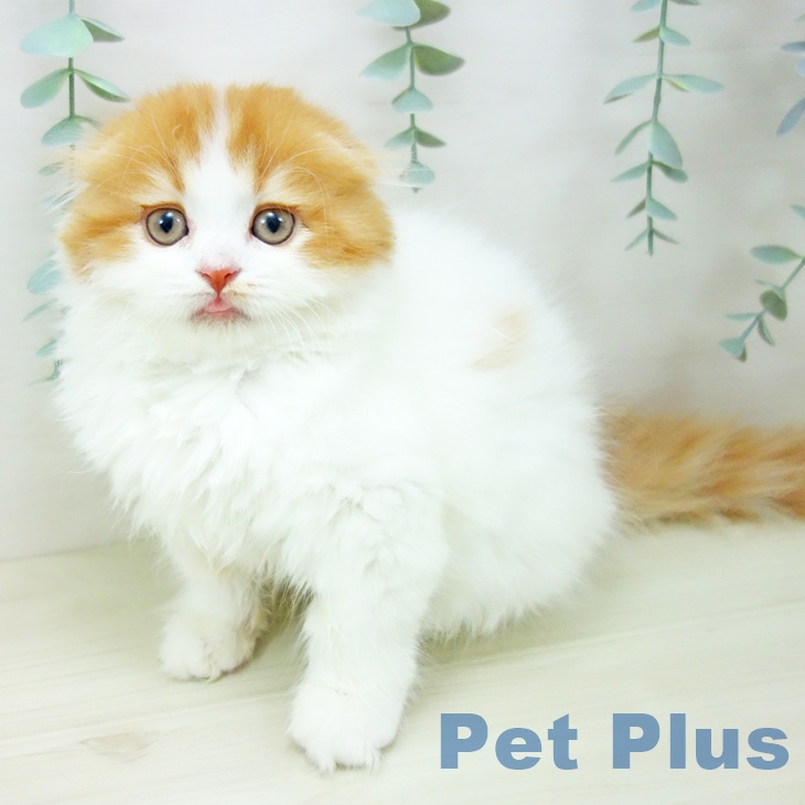沖縄県のスコティッシュフォールド (ペットプラス 沖縄ライカム店/2025年10月22日生まれ/女の子/レッドタビーホワイト)の子猫の1枚目の画像