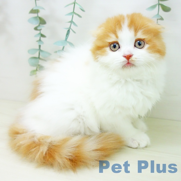 沖縄県のスコティッシュフォールド (ペットプラス 沖縄ライカム店/2025年10月22日生まれ/女の子/レッドタビーホワイト)の子猫の2枚目の画像