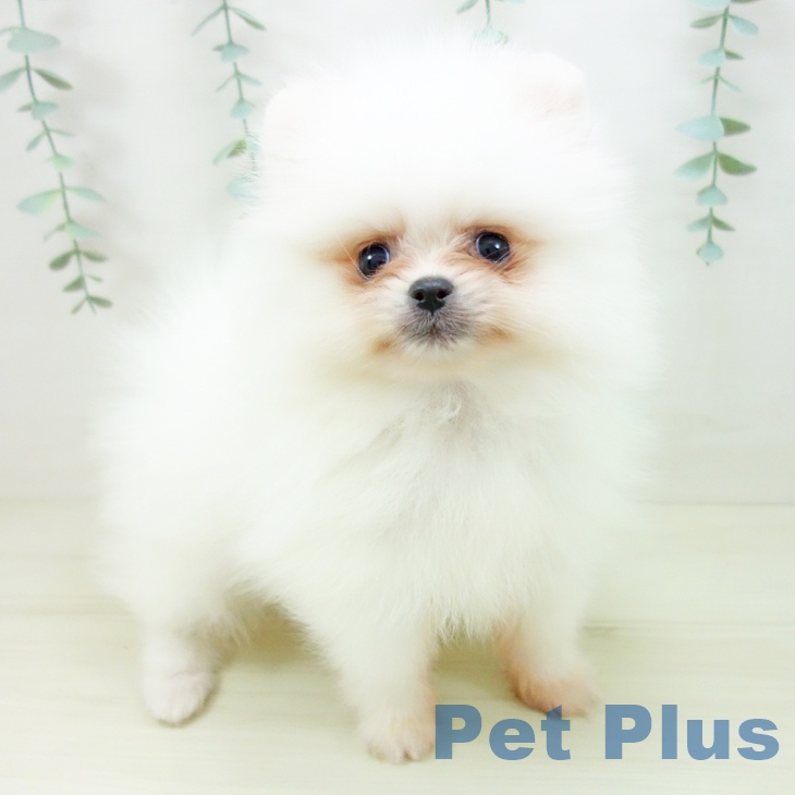 愛知県のポメラニアン (ペットプラス ナゴヤドーム前店/2025年10月18日生まれ/男の子/ホワイト)の子犬の1枚目の画像