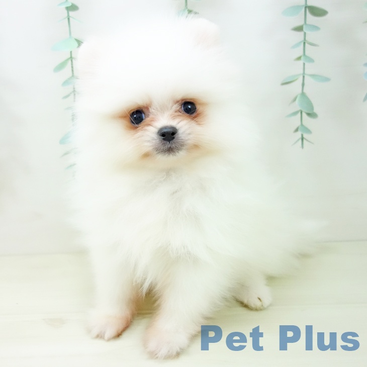 愛知県のポメラニアン (ペットプラス ナゴヤドーム前店/2025年10月18日生まれ/男の子/ホワイト)の子犬の2枚目の画像