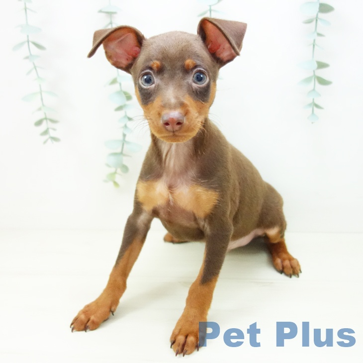 東京都のミニチュアピンシャー (ペットプラス むさし村山店/2025年10月22日生まれ/男の子/チョコレートタン)の子犬の1枚目の画像