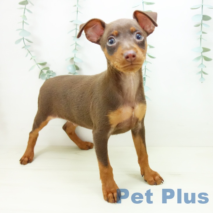 東京都のミニチュアピンシャー (ペットプラス むさし村山店/2025年10月22日生まれ/男の子/チョコレートタン)の子犬の2枚目の画像