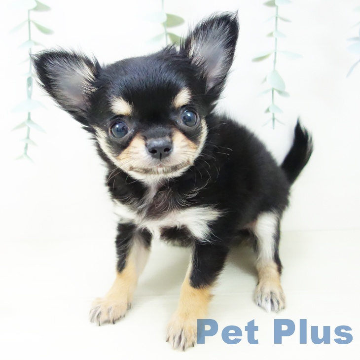 群馬県のチワワ(ロング) (ペットプラス イオンモール太田店/2025年10月22日生まれ/男の子/ブラックタン)の子犬の1枚目の画像