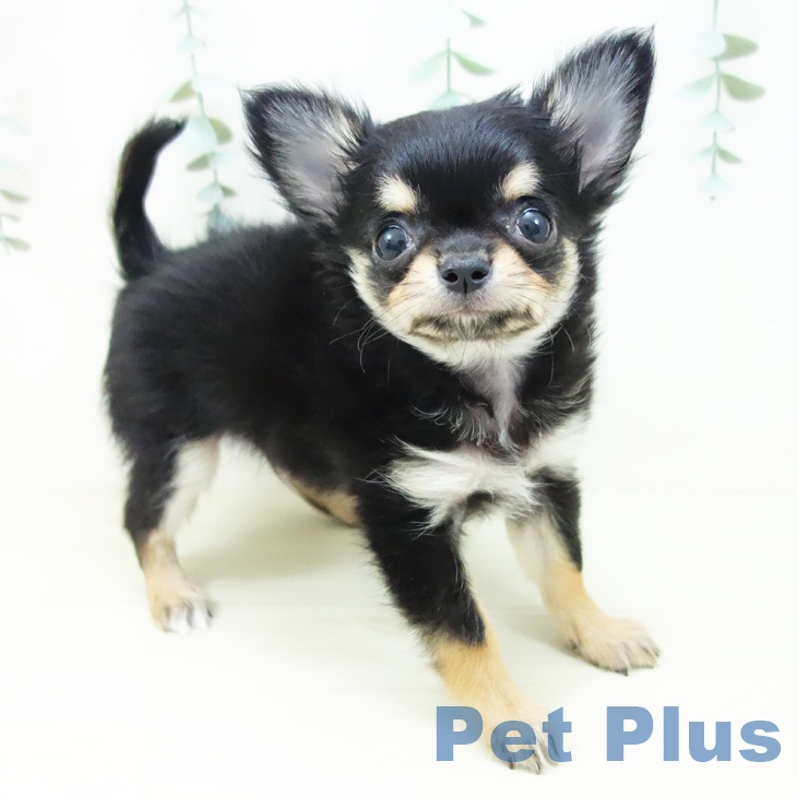 群馬県のチワワ(ロング) (ペットプラス イオンモール太田店/2025年10月22日生まれ/男の子/ブラックタン)の子犬の2枚目の画像