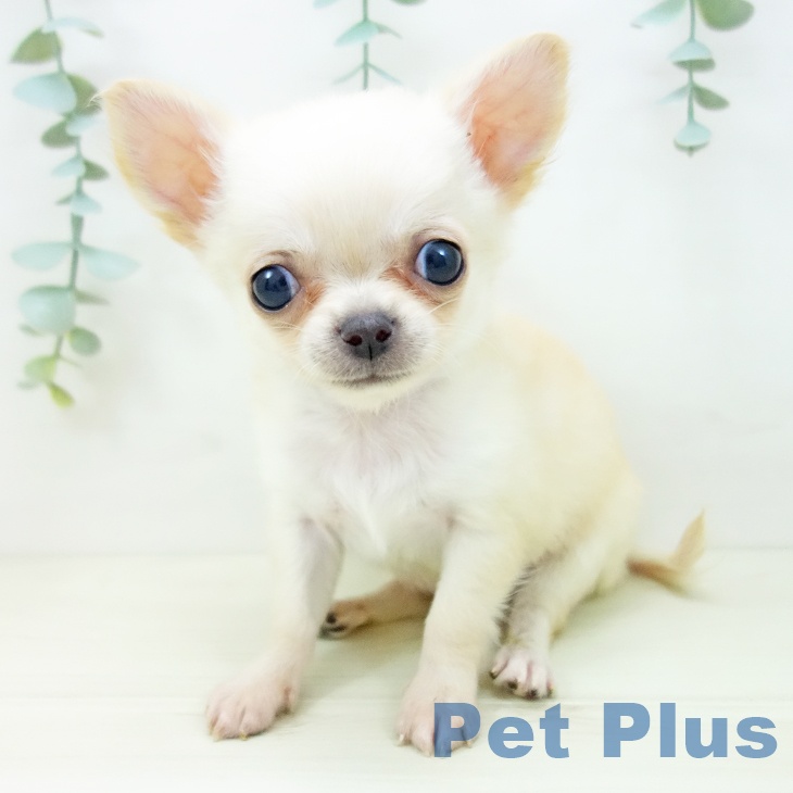 岐阜県のチワワ(ロング) (ペットプラス 各務原店/2025年10月19日生まれ/男の子/クリーム)の子犬の1枚目の画像