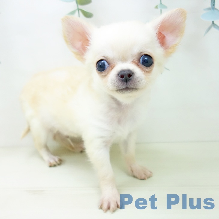 岐阜県のチワワ(ロング) (ペットプラス 各務原店/2025年10月19日生まれ/男の子/クリーム)の子犬の2枚目の画像