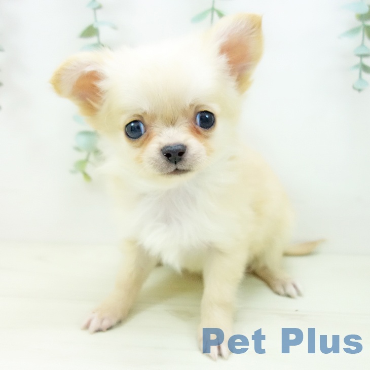 愛知県のチワワ(ロング) (ペットプラス ナゴヤドーム前店/2025年10月19日生まれ/男の子/クリーム)の子犬の1枚目の画像