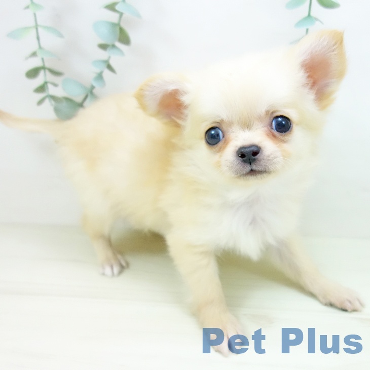 愛知県のチワワ(ロング) (ペットプラス ナゴヤドーム前店/2025年10月19日生まれ/男の子/クリーム)の子犬の2枚目の画像