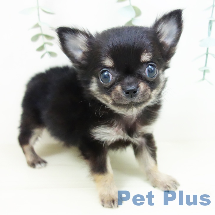 群馬県のチワワ(ロング) (ペットプラス イオンモール太田店/2025年10月19日生まれ/女の子/ブラックタン)の子犬の1枚目の画像