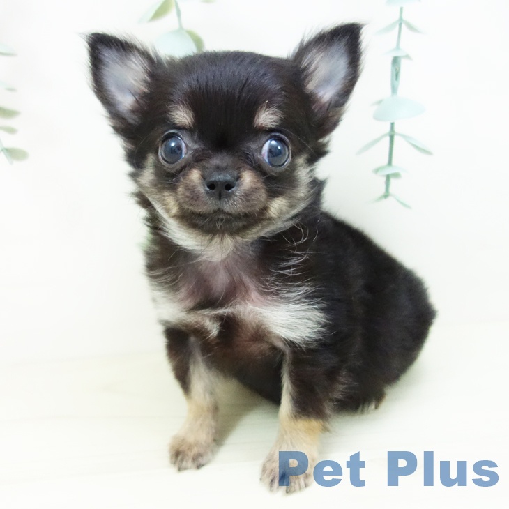 群馬県のチワワ(ロング) (ペットプラス イオンモール太田店/2025年10月19日生まれ/女の子/ブラックタン)の子犬の2枚目の画像