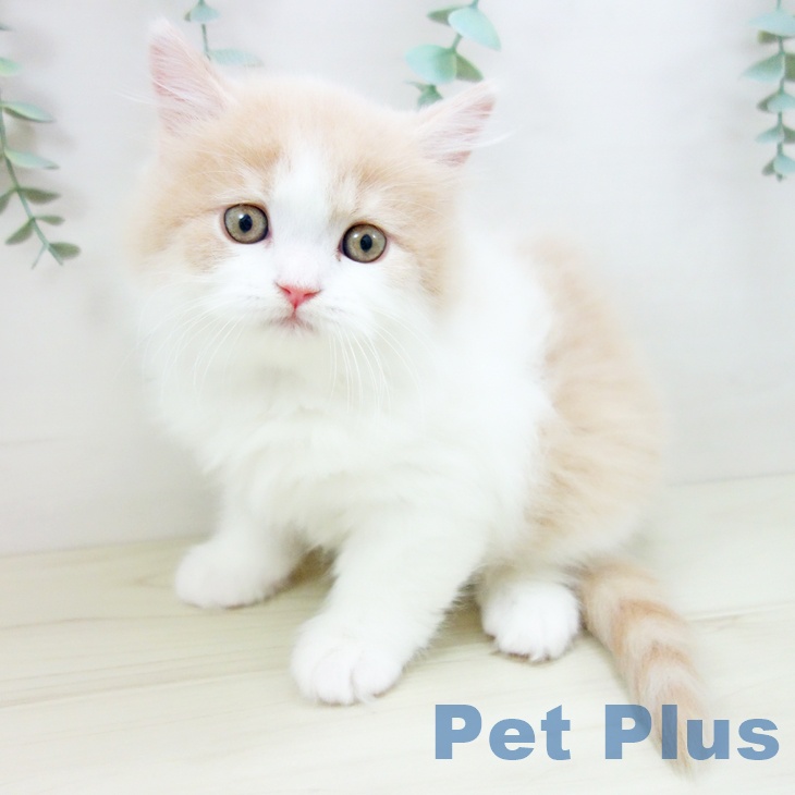 岐阜県のブリティッシュロングヘアー (ペットプラス 光ケ丘店/2025年10月22日生まれ/男の子/クリームホワイト)の子猫の1枚目の画像