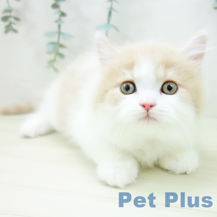 岐阜県のブリティッシュロングヘアー (ペットプラス 光ケ丘店/2025年10月22日生まれ/男の子/クリームホワイト)の子猫の2枚目の画像