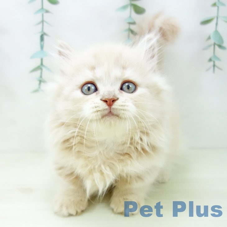 愛知県のミヌエット (ペットプラス 名古屋茶屋店/2025年10月23日生まれ/男の子/クリームタビー)の子猫の1枚目の画像