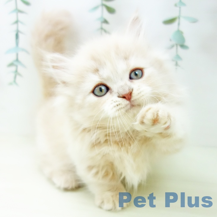 愛知県のミヌエット (ペットプラス 名古屋茶屋店/2025年10月23日生まれ/男の子/クリームタビー)の子猫の2枚目の画像