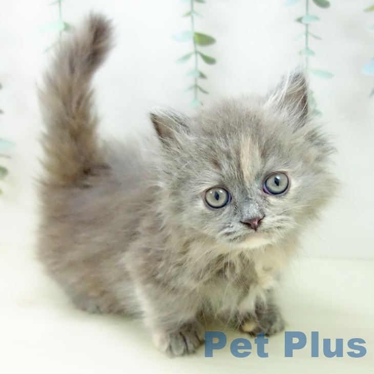 愛知県のミヌエット (ペットプラス 岡崎店/2025年10月23日生まれ/女の子/ブルーパッチドタビー)の子猫の1枚目の画像