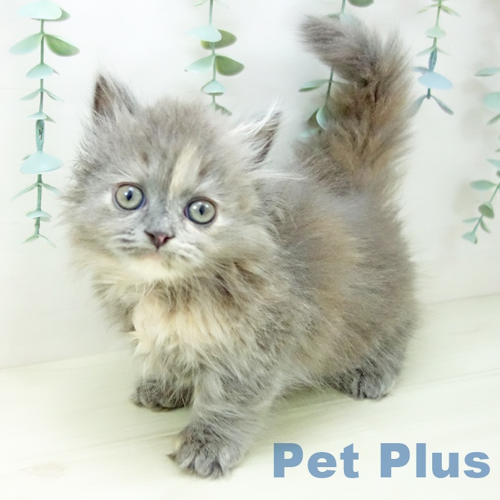 愛知県のミヌエット (ペットプラス 岡崎店/2025年10月23日生まれ/女の子/ブルーパッチドタビー)の子猫の2枚目の画像