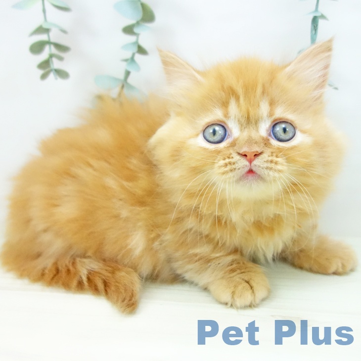 岐阜県のミヌエット (ペットプラス 各務原店/2025年10月23日生まれ/女の子/レッドタビー)の子猫の1枚目の画像