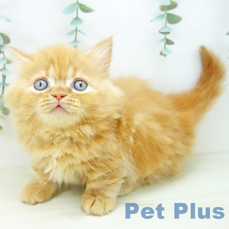 岐阜県のミヌエット (ペットプラス 各務原店/2025年10月23日生まれ/女の子/レッドタビー)の子猫の2枚目の画像