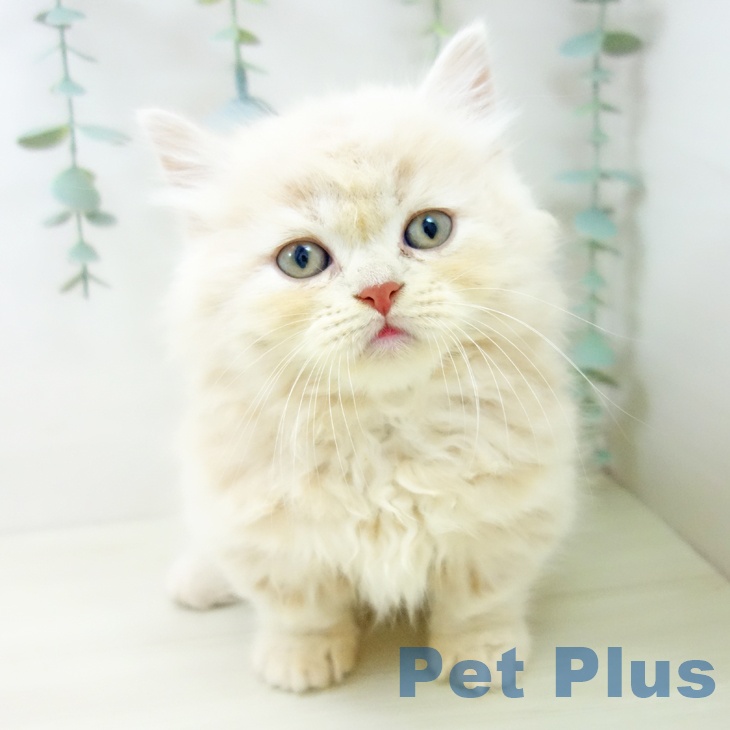 愛知県のミヌエット (ペットプラス 則武新町店/2025年10月23日生まれ/男の子/クリームタビー)の子猫の1枚目の画像