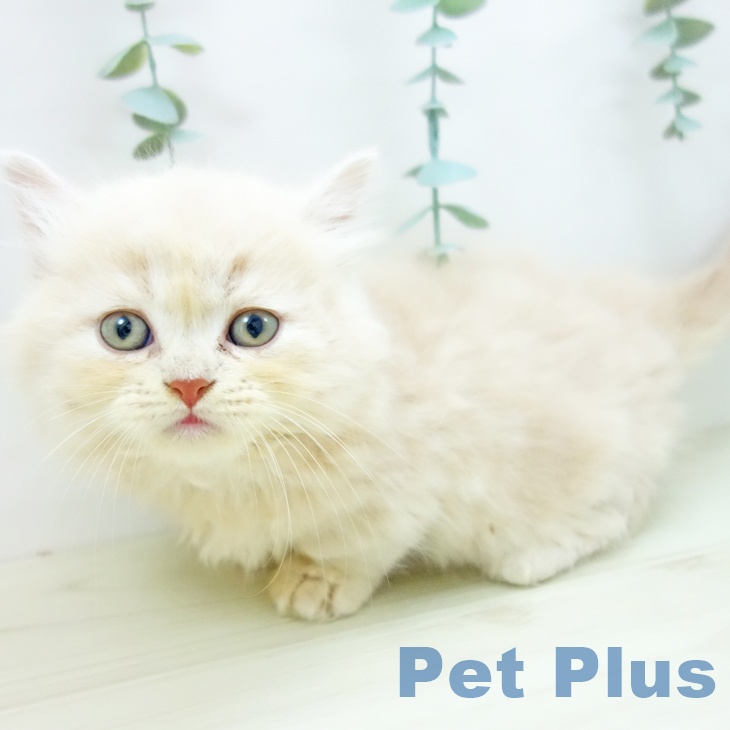 愛知県のミヌエット (ペットプラス 則武新町店/2025年10月23日生まれ/男の子/クリームタビー)の子猫の2枚目の画像