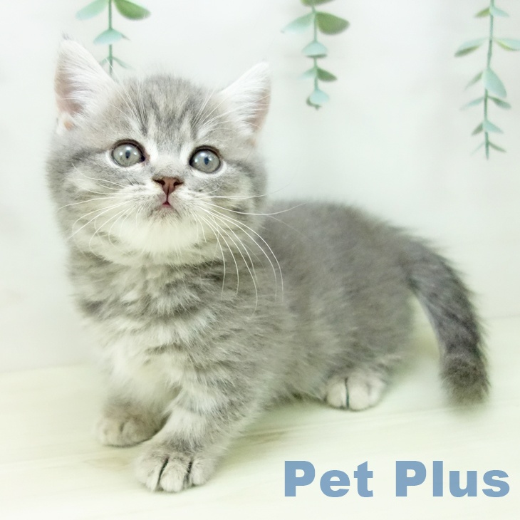 富山県のマンチカン (ペットプラス 高岡店/2025年10月23日生まれ/男の子/ブルータビー)の子猫の2枚目の画像