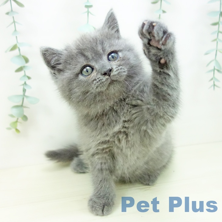 愛知県のブリティッシュショートヘアー (ペットプラス イオンモール豊川店/2025年10月22日生まれ/男の子/ブルー)の子猫の1枚目の画像
