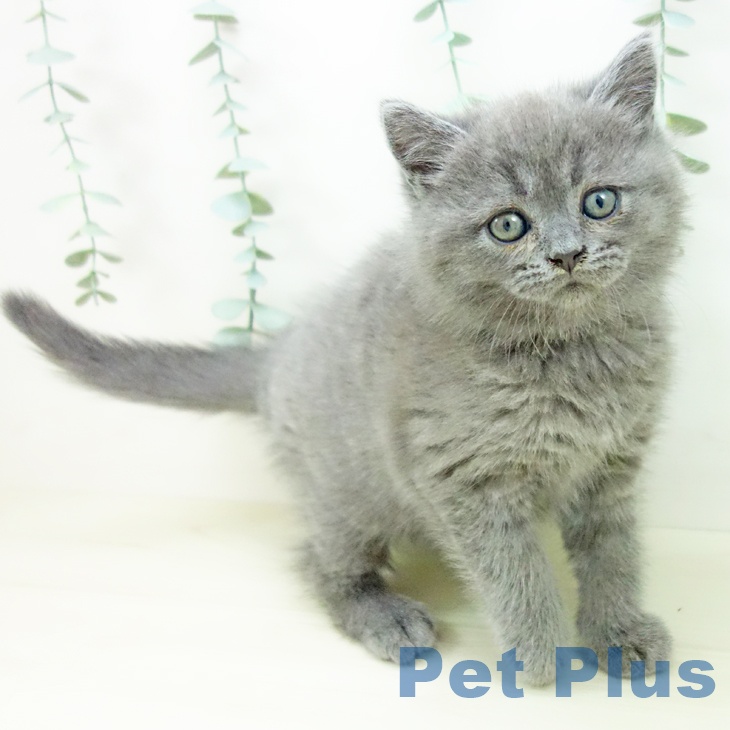 愛知県のブリティッシュショートヘアー (ペットプラス イオンモール豊川店/2025年10月22日生まれ/男の子/ブルー)の子猫の2枚目の画像