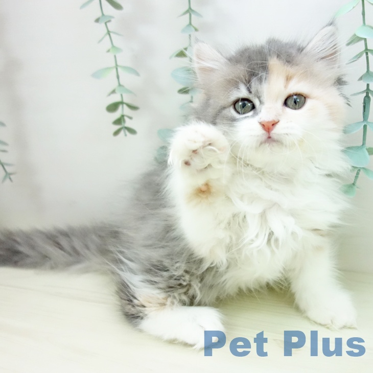 石川県のラガマフィン (ペットプラス 新小松店/2025年10月20日生まれ/女の子/ダイリュートキャリコ)の子猫の1枚目の画像