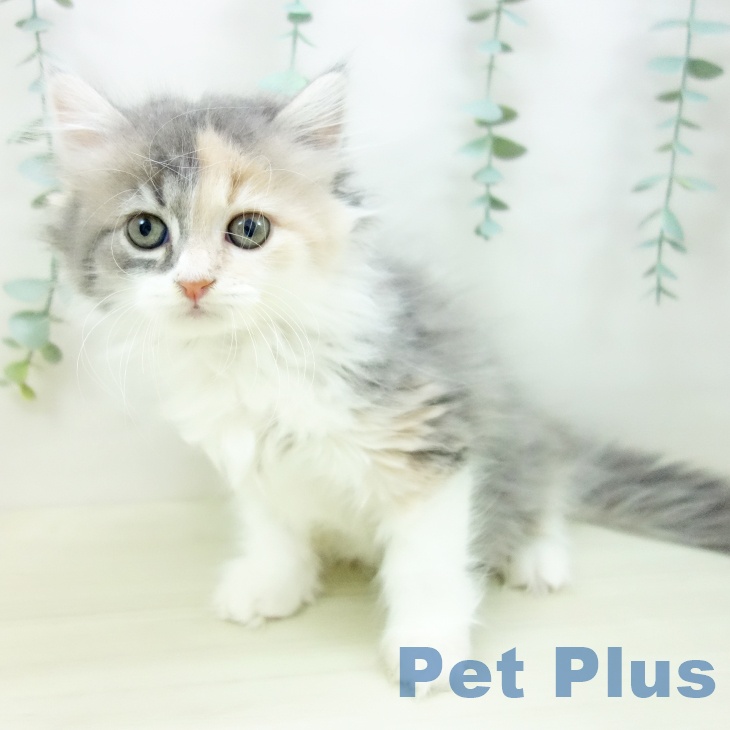 石川県のラガマフィン (ペットプラス 新小松店/2025年10月20日生まれ/女の子/ダイリュートキャリコ)の子猫の2枚目の画像