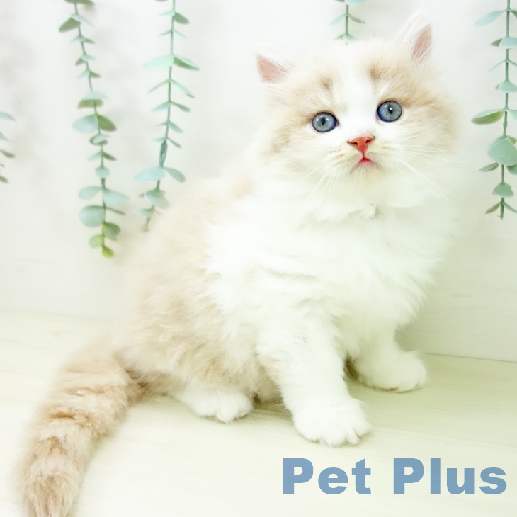 愛知県のラガマフィン (ペットプラス みなと店/2025年10月18日生まれ/男の子/クリームタビーホワイト)の子猫の1枚目の画像