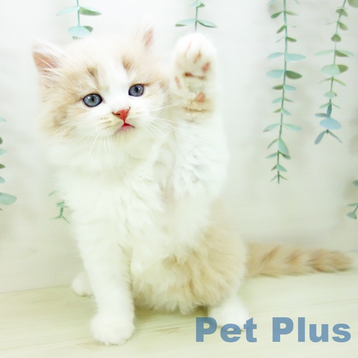 愛知県のラガマフィン (ペットプラス みなと店/2025年10月18日生まれ/男の子/クリームタビーホワイト)の子猫の2枚目の画像