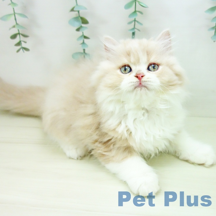 福岡県のラガマフィン (ペットプラス 八幡東店/2025年10月18日生まれ/男の子/クリームタビーホワイト)の子猫の1枚目の画像