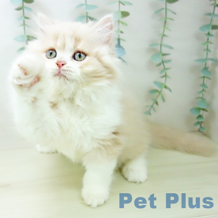 福岡県のラガマフィン (ペットプラス 八幡東店/2025年10月18日生まれ/男の子/クリームタビーホワイト)の子猫の2枚目の画像