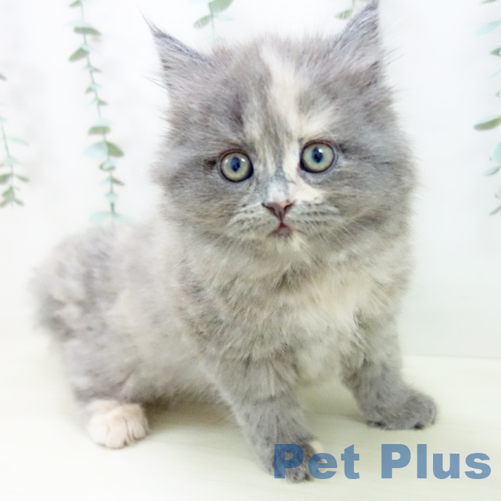 富山県のラガマフィン (ペットプラス 高岡店/2025年10月23日生まれ/女の子/ブルーパッチドタビー)の子猫の1枚目の画像