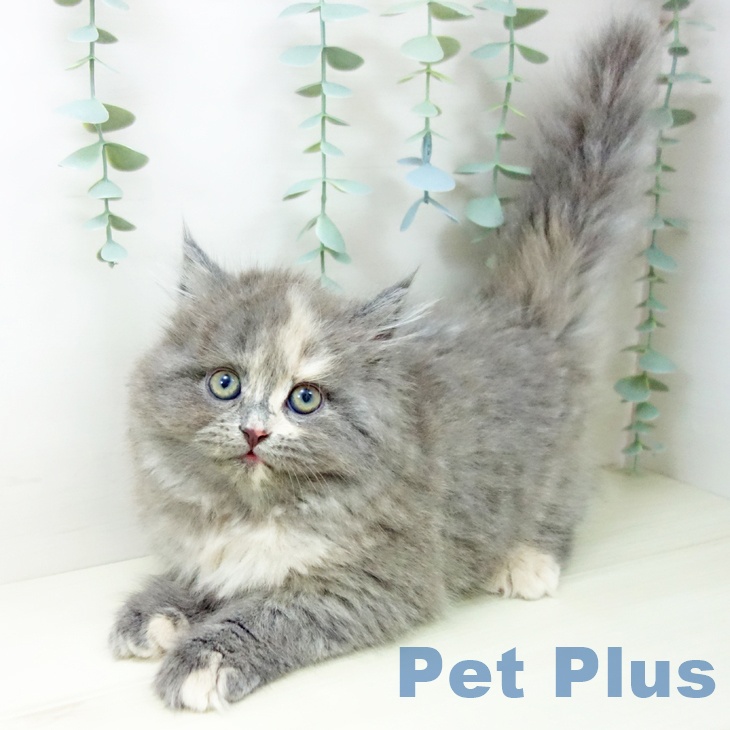 富山県のラガマフィン (ペットプラス 高岡店/2025年10月23日生まれ/女の子/ブルーパッチドタビー)の子猫の2枚目の画像