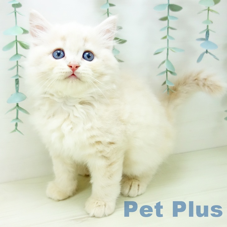 岐阜県のサイベリアン (ペットプラス 各務原店/2025年10月22日生まれ/男の子/クリームタビー)の子猫の1枚目の画像