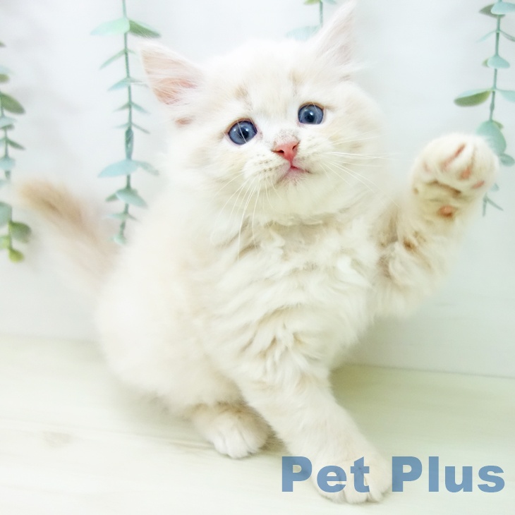 岐阜県のサイベリアン (ペットプラス 各務原店/2025年10月22日生まれ/男の子/クリームタビー)の子猫の2枚目の画像