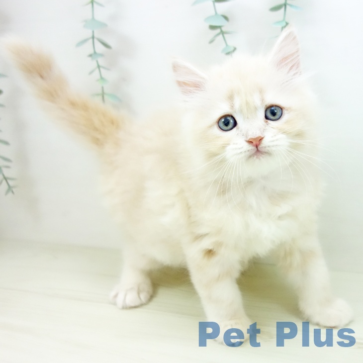 愛知県のサイベリアン (ペットプラス 三好店/2025年10月22日生まれ/男の子/クリームタビー)の子猫の1枚目の画像