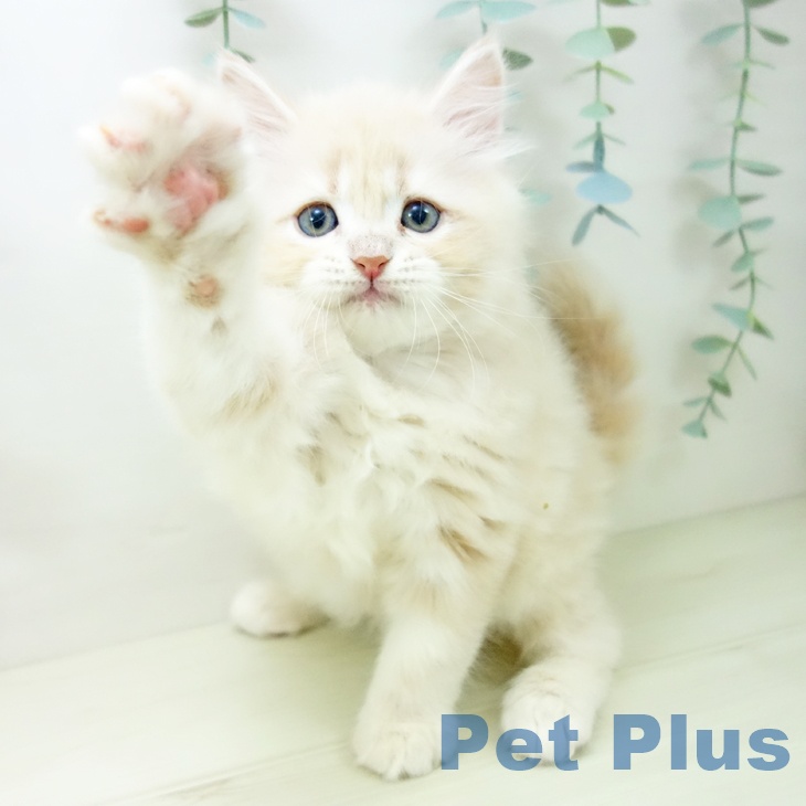 愛知県のサイベリアン (ペットプラス 三好店/2025年10月22日生まれ/男の子/クリームタビー)の子猫の2枚目の画像