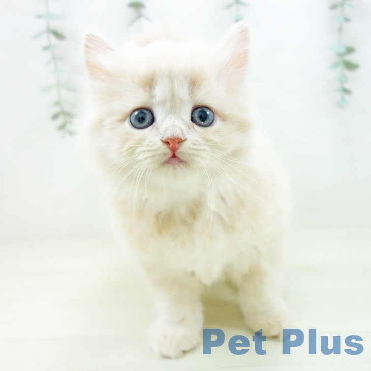 岐阜県のサイベリアン (ペットプラス 各務原店/2025年10月22日生まれ/女の子/クリームタビー)の子猫の1枚目の画像