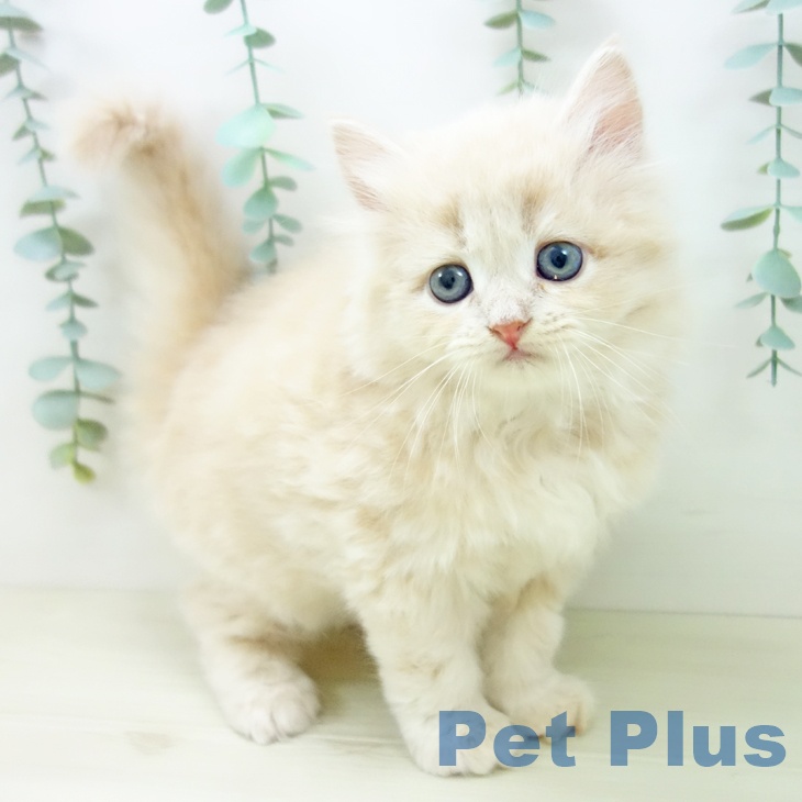 岐阜県のサイベリアン (ペットプラス 各務原店/2025年10月22日生まれ/女の子/クリームタビー)の子猫の2枚目の画像