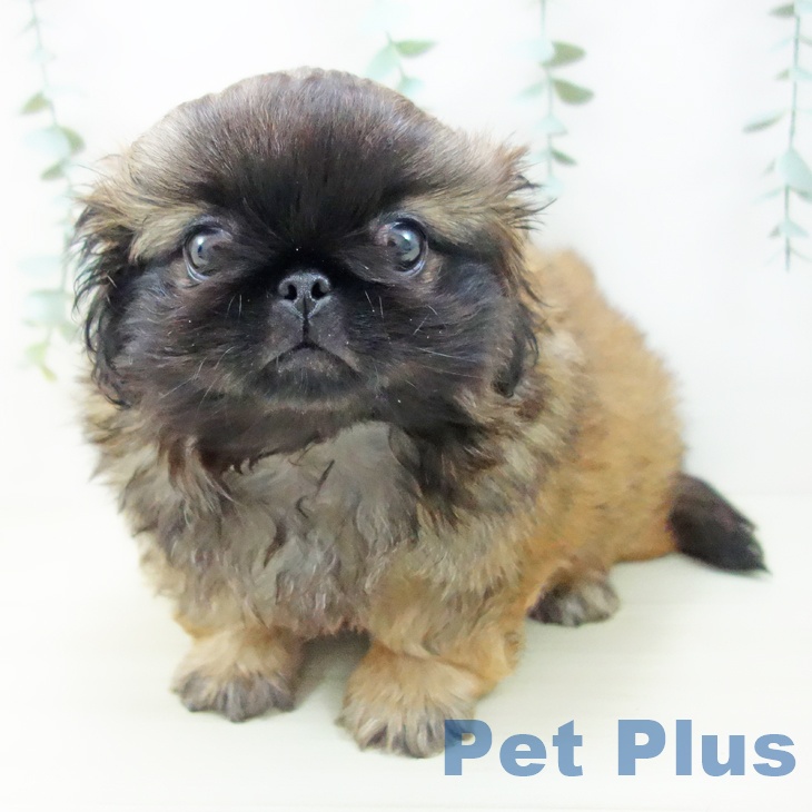 埼玉県のペキニーズ (ペットプラス 羽生店/2025年10月22日生まれ/男の子/レッドブラックマスク)の子犬の1枚目の画像
