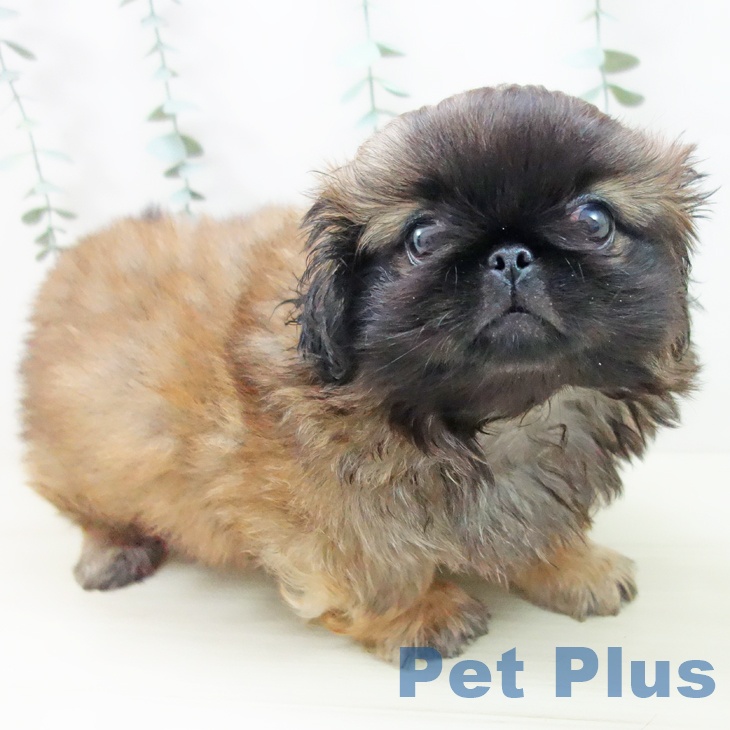 埼玉県のペキニーズ (ペットプラス 羽生店/2025年10月22日生まれ/男の子/レッドブラックマスク)の子犬の2枚目の画像