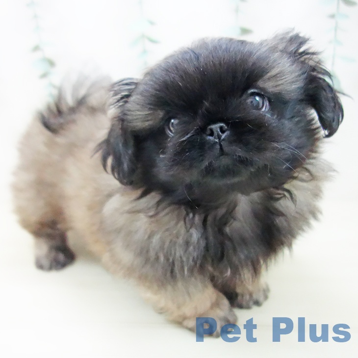 岐阜県のペキニーズ (ペットプラス 各務原店/2025年10月23日生まれ/男の子/フォーンブラックマスク)の子犬の1枚目の画像
