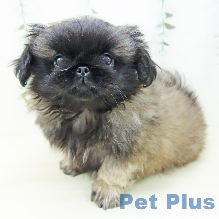 岐阜県のペキニーズ (ペットプラス 各務原店/2025年10月23日生まれ/男の子/フォーンブラックマスク)の子犬の2枚目の画像